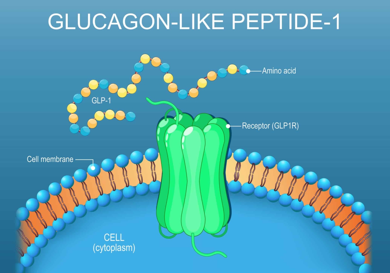 Glucagon-like peptide-1 receptor illustration